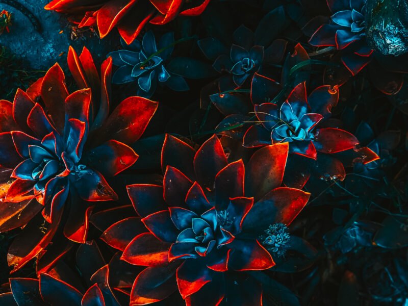 freelance artist floral 4